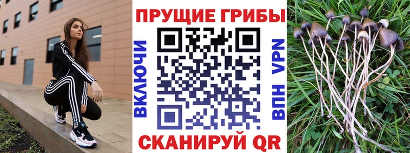 Псилоцибиновые грибы Psilocybe  Купить  Мурманск 